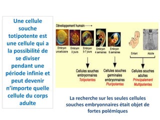 Une cellule
souche
totipotente est
une cellule qui a
la possibilité de
se diviser
pendant une
période infinie et
peut devenir
n’importe quelle
cellule du corps
adulte
La recherche sur les seules cellules
souches embryonnaires était objet de
fortes polémiques
 