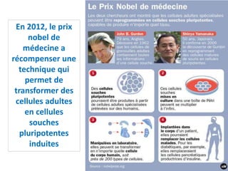 En 2012, le prix
nobel de
médecine a
récompenser une
technique qui
permet de
transformer des
cellules adultes
en cellules
souches
pluripotentes
induites
 