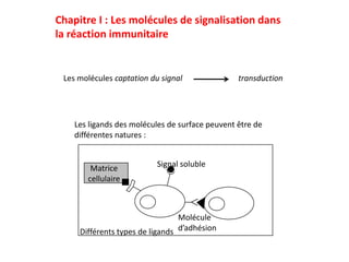 Chapitre I : Les molécules de signalisation dans
la réaction immunitaire


 Les molécules captation du signal               transduction




    Les ligands des molécules de surface peuvent être de
    différentes natures :


        Matrice            Signal soluble
       cellulaire



                                 Molécule
     Différents types de ligands d’adhésion
 