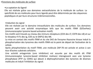•Fonctions des molécules de surface

   •La captation du ligand
   Elle est réalisée grâce aux domaines extracellulaires de la molécule de surface. La
   spécificité de ces molécules pour leurs ligands peut être déterminée par des séquences
   peptidiques et par leurs structures tridimensionnelles.


    •Induction du signal
    Elle est réalisée par le domaine intracellulaire des molécules de surface. Ces domaines
    peuvent avoir une activité enzymatique tells que les motifs ITAM (D/ExxYxxL)
    (immunoreceptor tyrosine based activation motif).
    Ces motifs sont trouvés au niveau des immuns récepteurs (CD3 des LT, CD79 des LB) et sur
    le récepteur R Fc des Ig, CD5 ou le DAP12 des NK.
    La mise en contact des motifs ITAM et du site SH2 de l’enzyme thyrosine kinase induit la
    phosphorisation des tyrosines des motifs ITAM est le point de départ de l’activation de la
    cellule.
    Après phosphorilation du motif ITAM, une molécule ZAP-70 est activée et active à son
    tour d’autres substrats cellulaire.
    Une activité antagoniste (une inhibition) est assurée par des motifs dit ITIM
    (immunoreceptor tyrosine-based inhibition motives) interagissent avec une tyrosine
    phosphatase (PTP ou CD45) qui abouti à déphosphorisation des tyrosines de diverses
    molécules et induit l’inhibition du signal.
 