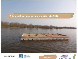 www.lisea.fr
Préservation des sternes sur le lac de Rillé
LPO Touraine
 