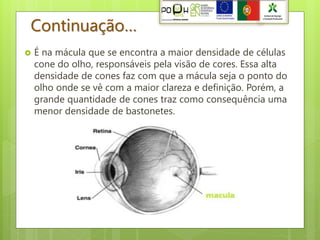 Continuação…
   É na mácula que se encontra a maior densidade de células
    cone do olho, responsáveis pela visão de cores. Essa alta
    densidade de cones faz com que a mácula seja o ponto do
    olho onde se vê com a maior clareza e definição. Porém, a
    grande quantidade de cones traz como consequência uma
    menor densidade de bastonetes.
 