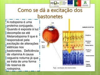 Como se dá a excitação dos
              bastonetes
A rodopsina é uma
proteína conjugada.
Quando é exposta à luz
decompõe-se até
Metarodopsina II que é
responsável pela
excitação de alterações
elétricas nos
bastonetes. Deficiência
de vitamina A causa
cegueira noturna já que
se trata de uma forma
de reserva da
                          Fig1.: excitação dos bastonetes
rodopsina.
 