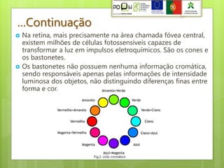 …Continuação
   Na retina, mais precisamente na área chamada fóvea central,
    existem milhões de células fotossensíveis capazes de
    transformar a luz em impulsos eletroquímicos. São os cones e
    os bastonetes.
   Os bastonetes não possuem nenhuma informação cromática,
    sendo responsáveis apenas pelas informações de intensidade
    luminosa dos objetos, não distinguindo diferenças finas entre
    forma e cor.




                           Fig.1: ciclo cromático
 