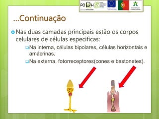 …Continuação
 Nas duas camadas principais estão os corpos
 celulares de células especificas:
     Na interna, células bipolares, células horizontais e
      amácrinas.
     Na externa, fotorreceptores(cones e bastonetes).
 