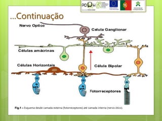 …Continuação




 Fig.1 – Esquema desde camada externa (fotorreceptores) até camada interna (nervo ótico).
 