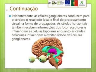 …Continuação
    Evidentemente, as células ganglionares conduzem para
     o cérebro o resultado local e final do processamento
     visual na forma de propagados. As células horizontais
     também recebem informações dos fotorreceptores e
     influenciam as células bipolares enquanto as células
     amácrinas influenciam a excitabilidade das células
     ganglionares.
 