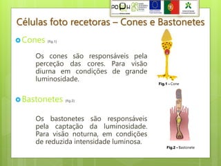 Células foto recetoras – Cones e Bastonetes
 Cones   (fig.1)



     Os cones são responsáveis pela
     perceção das cores. Para visão
     diurna em condições de grande
     luminosidade.
                                         Fig.1 - Cone



 Bastonetes        (fig.2)




     Os bastonetes são responsáveis
     pela captação da luminosidade.
     Para visão noturna, em condições
     de reduzida intensidade luminosa.
                                             Fig.2 - Bastonete
 