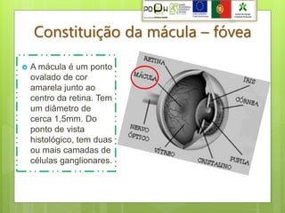 Constituição da mácula – fóvea

   A mácula é um ponto
    ovalado de cor
    amarela junto ao
    centro da retina. Tem
    um diâmetro de
    cerca 1,5mm. Do
    ponto de vista
    histológico, tem duas
    ou mais camadas de
    células ganglionares.
 