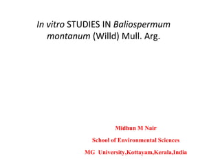 In vitro STUDIES IN Baliospermum
montanum (Willd) Mull. Arg.
Midhun M Nair
School of Environmental Sciences
MG University,Kottayam,Kerala,India
 