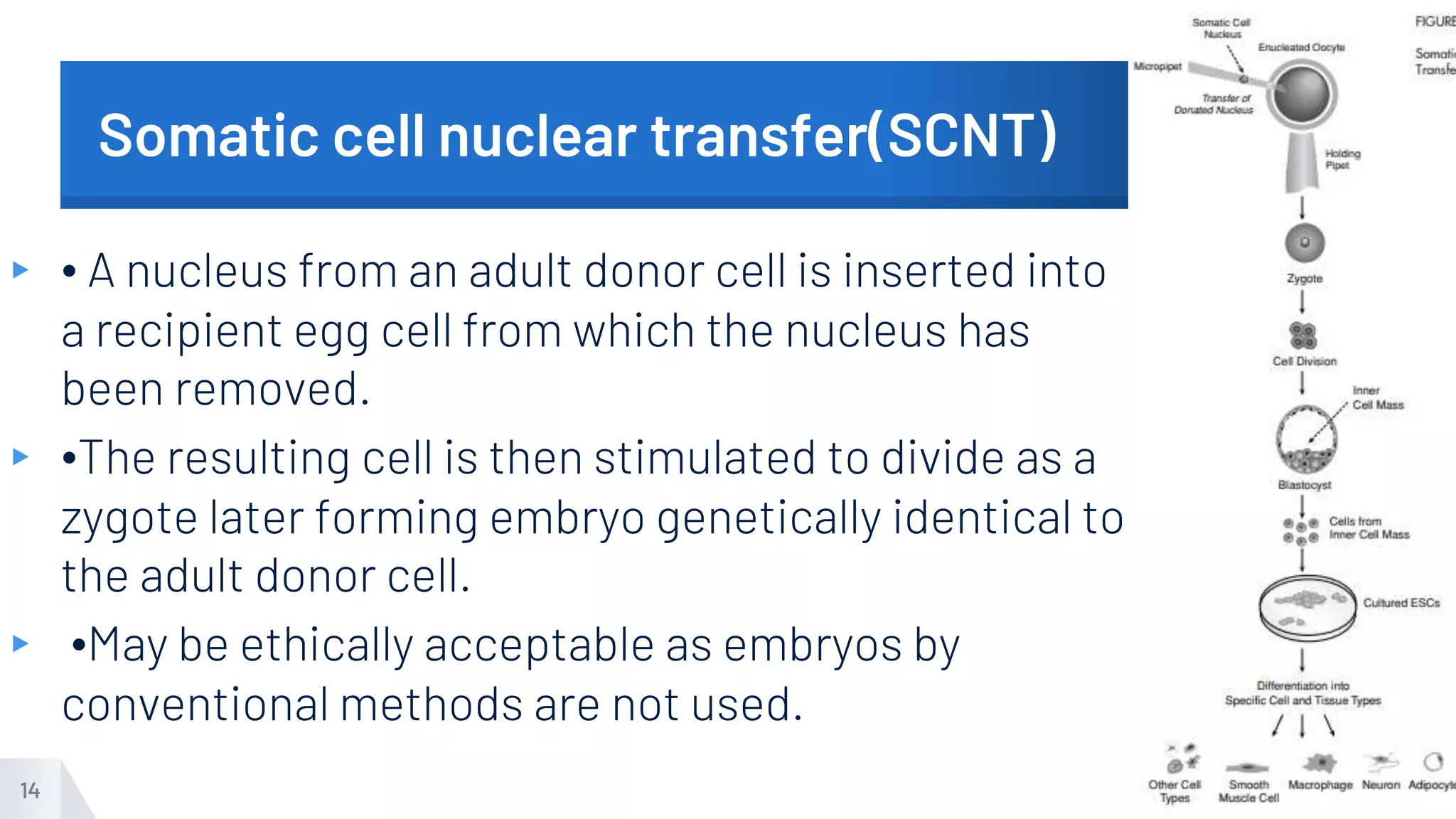 Somatic cell nuclear transfer(SCNT)
▸ • A nucleus from an adult donor cell is inserted into
a recipient egg cell from which the nucleus has
been removed.
▸ •The resulting cell is then stimulated to divide as a
zygote later forming embryo genetically identical to
the adult donor cell.
▸ •May be ethically acceptable as embryos by
conventional methods are not used.
14
 