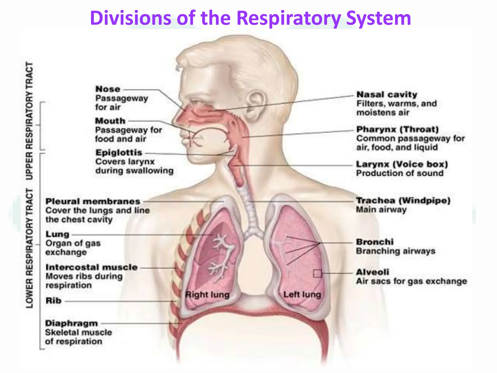 Basic Respiratory System Anatomy, Physiology and pathophysiology of Respiratory system Basic.pptx