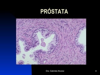 PRÓSTATA 