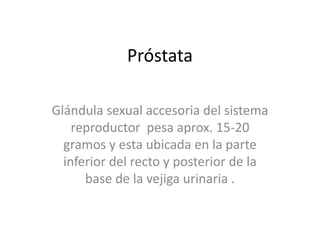 Próstata  Glándula sexual accesoria del sistema reproductor  pesa aprox. 15-20 gramos y esta ubicada en la parte inferior del recto y posterior de la base de la vejiga urinaria . 