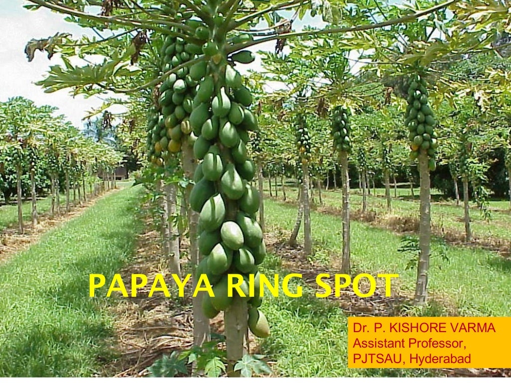 Papaya ring spot virus