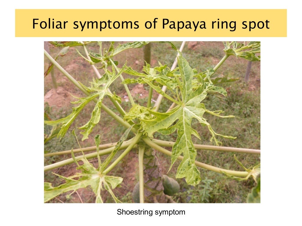 Papaya ring spot virus