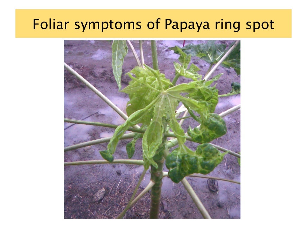 Papaya ring spot virus