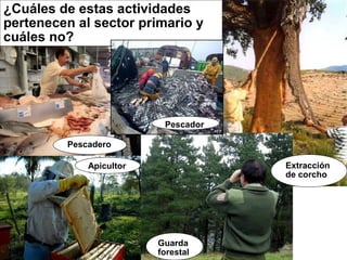 ¿Cuáles de estas actividades
pertenecen al sector primario y
cuáles no?
Guarda
forestal
Pescadero
Pescador
Apicultor Extracción
de corcho
 