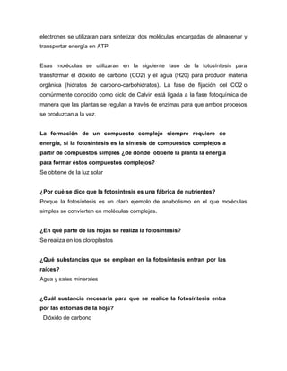 electrones se utilizaran para sintetizar dos moléculas encargadas de almacenar y
transportar energía en ATP
Esas moléculas se utilizaran en la siguiente fase de la fotosíntesis para
transformar el dióxido de carbono (CO2) y el agua (H20) para producir materia
orgánica (hidratos de carbono-carbohidratos). La fase de fijación del CO2 o
comúnmente conocido como ciclo de Calvin está ligada a la fase fotoquímica de
manera que las plantas se regulan a través de enzimas para que ambos procesos
se produzcan a la vez.
La formación de un compuesto complejo siempre requiere de
energía, si la fotosíntesis es la síntesis de compuestos complejos a
partir de compuestos simples ¿de dónde obtiene la planta la energía
para formar éstos compuestos complejos?
Se obtiene de la luz solar
¿Por qué se dice que la fotosíntesis es una fábrica de nutrientes?
Porque la fotosíntesis es un claro ejemplo de anabolismo en el que moléculas
simples se convierten en moléculas complejas.
¿En qué parte de las hojas se realiza la fotosíntesis?
Se realiza en los cloroplastos
¿Qué substancias que se emplean en la fotosíntesis entran por las
raíces?
Agua y sales minerales
¿Cuál sustancia necesaria para que se realice la fotosíntesis entra
por las estomas de la hoja?
Dióxido de carbono
 