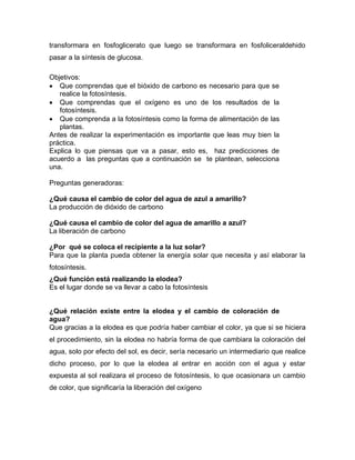 transformara en fosfoglicerato que luego se transformara en fosfoliceraldehido
pasar a la síntesis de glucosa.
Objetivos:
 Que comprendas que el bióxido de carbono es necesario para que se
realice la fotosíntesis.
 Que comprendas que el oxígeno es uno de los resultados de la
fotosíntesis.
 Que comprenda a la fotosíntesis como la forma de alimentación de las
plantas.
Antes de realizar la experimentación es importante que leas muy bien la
práctica.
Explica lo que piensas que va a pasar, esto es, haz predicciones de
acuerdo a las preguntas que a continuación se te plantean, selecciona
una.
Preguntas generadoras:
¿Qué causa el cambio de color del agua de azul a amarillo?
La producción de dióxido de carbono
¿Qué causa el cambio de color del agua de amarillo a azul?
La liberación de carbono
¿Por qué se coloca el recipiente a la luz solar?
Para que la planta pueda obtener la energía solar que necesita y así elaborar la
fotosíntesis.
¿Qué función está realizando la elodea?
Es el lugar donde se va llevar a cabo la fotosíntesis
¿Qué relación existe entre la elodea y el cambio de coloración de
agua?
Que gracias a la elodea es que podría haber cambiar el color, ya que si se hiciera
el procedimiento, sin la elodea no habría forma de que cambiara la coloración del
agua, solo por efecto del sol, es decir, sería necesario un intermediario que realice
dicho proceso, por lo que la elodea al entrar en acción con el agua y estar
expuesta al sol realizara el proceso de fotosíntesis, lo que ocasionara un cambio
de color, que significaría la liberación del oxígeno
 