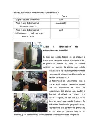 Tabla 6. Resultados de la actividad experimental # 3
Color
Agua + azul de bromotimol. azul
Agua + azul de bromotimol +
bióxido de carbono.
anaranjado
Agua + azul de bromotimol +
bióxido de carbono + elodea + 30
min.+ luz solar.
azul
Anota a continuación las
conclusiones de la sesión:
El tubo que estaba tapado no se produjo la
fotosíntesis ya que no estaba expuesto a la luz,
la planta no cambio su color de amarillo
verdoso, en cambio la planta que estaba
expuesta a la luz se produjo la fotosíntesis
y desprendió oxigeno, cambio su color de
amarillo verdoso a azul.
La fotosíntesis es fundamental para la
vida en este planeta, ya que las plantas
son las productoras en todos los
ecosistemas. Las plantas nos ayudan a
disminuir el dióxido de carbono y a
obtener oxígeno, es por eso que la luz
tiene un papel muy importante dentro del
proceso de fotosíntesis, ya que sin ella no
se produciría esta por tanto las plantas no
podrían elaborar glucosa que es su
alimento, y sin plantas como productores las cadenas tróficas se romperían.
 