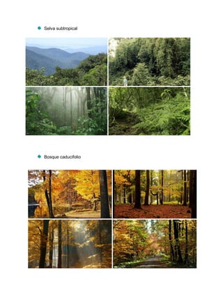 Selva subtropical
Bosque caducifolio
 