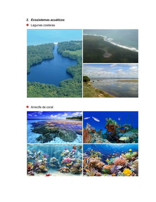 2. Ecosistemas acuáticos
Lagunas costeras
Arrecife de coral
 