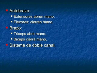

Antebrazo:





Brazo:





Extensores abren mano.
Flexores: cierran mano.
Triceps abre mano.
Biceps cierra mano.

Sistema de doble canal.

 