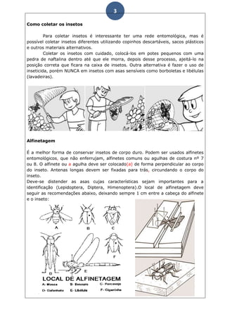 3

Como coletar os insetos

         Para coletar insetos é interessante ter uma rede entomológica, mas é
possível coletar insetos diferentes utilizando copinhos descartáveis, sacos plásticos
e outros materiais alternativos.
         Coletar os insetos com cuidado, colocá-los em potes pequenos com uma
pedra de naftalina dentro até que ele morra, depois desse processo, ajeitá-lo na
posição correta que ficara na caixa de insetos. Outra alternativa é fazer o uso de
inseticida, porém NUNCA em insetos com asas sensíveis como borboletas e libélulas
(lavadeiras).




Alfinetagem

É a melhor forma de conservar insetos de corpo duro. Podem ser usados alfinetes
entomológicos, que não enferrujam, alfinetes comuns ou agulhas de costura nº 7
ou 8. O alfinete ou a agulha deve ser colocado(a) de forma perpendicular ao corpo
do inseto. Antenas longas devem ser fixadas para trás, circundando o corpo do
inseto.
Deve-se distender as asas cujas características sejam importantes para a
identificação (Lepidoptera, Diptera, Himenoptera).O local de alfinetagem deve
seguir as recomendações abaixo, deixando sempre 1 cm entre a cabeça do alfinete
e o inseto:
 