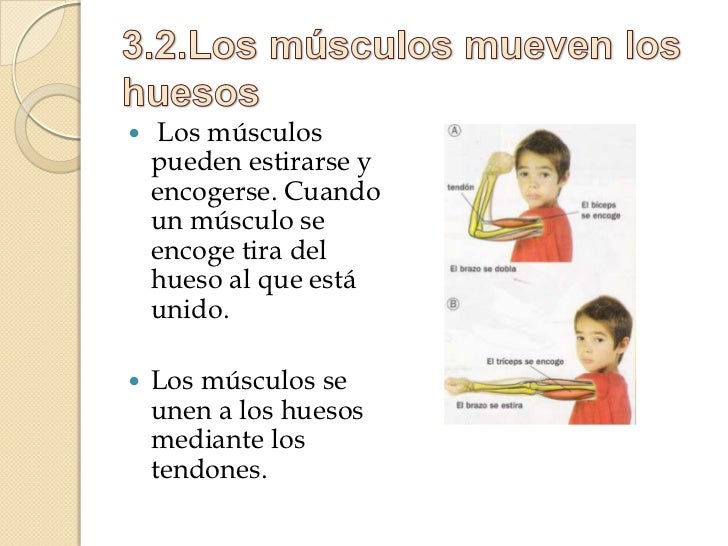 El aparato locomotor