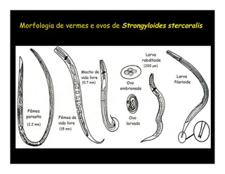Morfologia de vermes e ovos de Strongyloides stercoralis
 