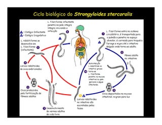 Ciclo biológico do Strongyloides stercoralis
 