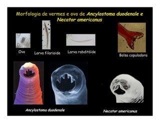 Morfologia de vermes e ovo de Ancylostoma duodenale e
                 Necator americanus




 Ovo       Larva filarioide    Larva rabditóide
                                                          Bolsa copuladora




       Ancylostoma duodenale                      Necator americanus
 
