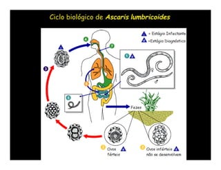Ciclo biológico de Ascaris lumbricoides
 
