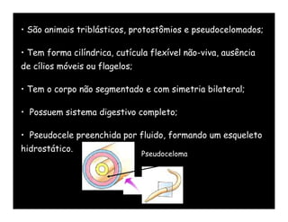 • São animais triblásticos, protostômios e pseudocelomados;

• Tem forma cilíndrica, cutícula flexível não-viva, ausência
de cílios móveis ou flagelos;

• Tem o corpo não segmentado e com simetria bilateral;

• Possuem sistema digestivo completo;

• Pseudocele preenchida por fluido, formando um esqueleto
hidrostático.
                                Pseudoceloma
 
