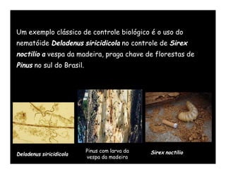 Um exemplo clássico de controle biológico é o uso do
nematóide Deladenus siricidicola no controle de Sirex
noctilio a vespa da madeira, praga chave de florestas de
Pinus no sul do Brasil.




                          Pinus com larva da   Sirex noctilio
Deladenus siricidicola
                          vespa da madeira
 