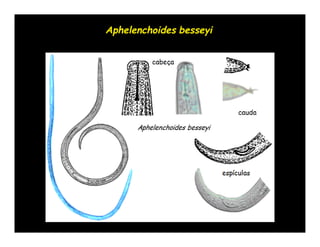 Aphelenchoides besseyi
 