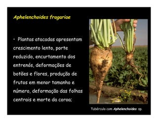 Aphelenchoides fragariae



• Plantas atacadas apresentam
crescimento lento, porte
reduzido, encurtamento dos
entrenós, deformações de
botões e flores, produção de
frutos em menor tamanho e
número, deformação das folhas
centrais e morte da coroa;
                                Tubérculo com Aphelenchoides sp.
 