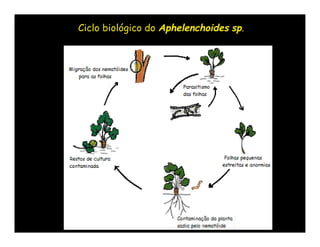 Ciclo biológico do Aphelenchoides sp.
 