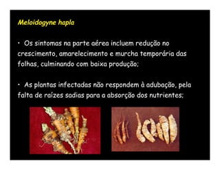 Meloidogyne hapla


• Os sintomas na parte aérea incluem redução no
crescimento, amarelecimento e murcha temporária das
folhas, culminando com baixa produção;


• As plantas infectadas não respondem à adubação, pela
falta de raízes sadias para a absorção dos nutrientes;
 