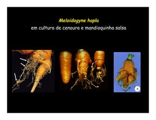 Meloidogyne hapla
em cultura de cenoura e mandioquinha salsa
 