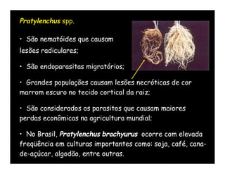 Pratylenchus spp.

• São nematóides que causam
lesões radiculares;

• São endoparasitas migratórios;

• Grandes populações causam lesões necróticas de cor
marrom escuro no tecido cortical da raiz;

• São considerados os parasitos que causam maiores
perdas econômicas na agricultura mundial;

• No Brasil, Pratylenchus brachyurus ocorre com elevada
freqüência em culturas importantes como: soja, café, cana-
de-açúcar, algodão, entre outras.
 