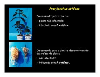 Pratylenchus coffeae

Da esquerda para a direita:
• planta não infectada;
• infectada com P. coffeae.




Da esquerda para a direita: desenvolvimento
das raízes de planta
• não infectada;
• infectada com P. coffeae .
 