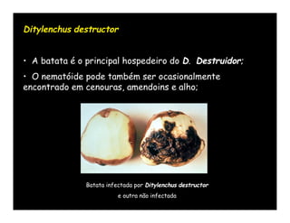 Ditylenchus destructor


• A batata é o principal hospedeiro do D. Destruidor;
• O nematóide pode também ser ocasionalmente
encontrado em cenouras, amendoins e alho;




               Batata infectada por Ditylenchus destructor
                          e outra não infectada
 