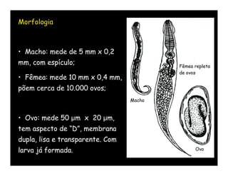Morfologia



• Macho: mede de 5 mm x 0,2
mm, com espículo;

• Fêmea: mede 10 mm x 0,4 mm,
põem cerca de 10.000 ovos;



• Ovo: mede 50 µm x 20 µm,
tem aspecto de “D”, membrana
dupla, lisa e transparente. Com
larva já formada.
 