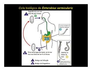 Ciclo biológico de Enterobius vermicularis
 