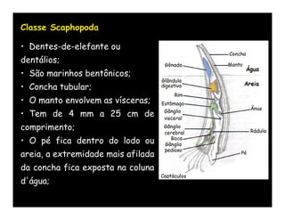 Classe Scaphopoda

• Dentes-de-elefante ou
dentálios;
• São marinhos bentônicos;
• Concha tubular;
• O manto envolvem as vísceras;
• Tem de 4 mm a 25 cm de
comprimento;
• O pé fica dentro do lodo ou
areia, a extremidade mais afilada
da concha fica exposta na coluna
d'água;
 