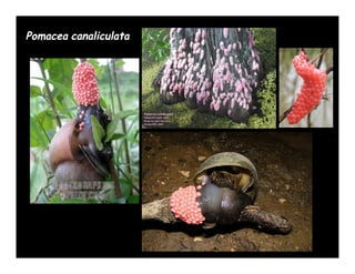 Pomacea canaliculata
 