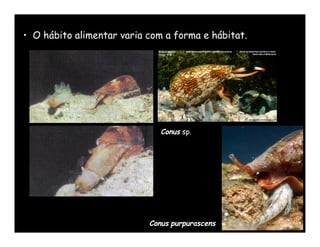 • O hábito alimentar varia com a forma e hábitat.




                              Conus sp.




                           Conus purpurascens
 