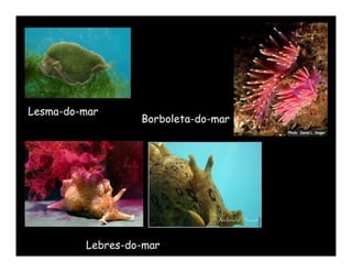 Lesma-do-mar
                  Borboleta-do-mar




         Lebres-do-mar
 